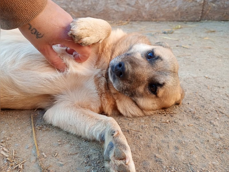 Nofell ⭐️TONI ⭐️, Rüde, 3 Jahre, 29cm, Mischling, Tierschutz Rumänien