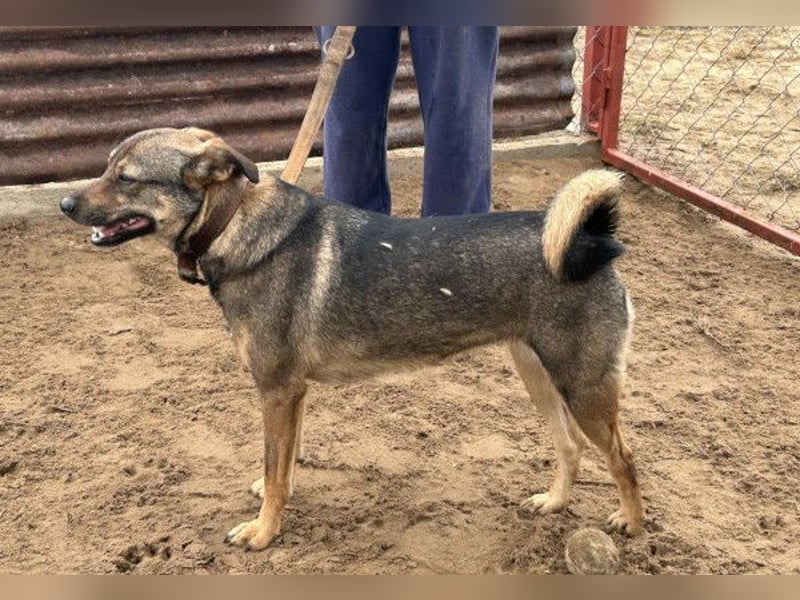 Poppy - Verdient endlich ein liebendes Zuhause!