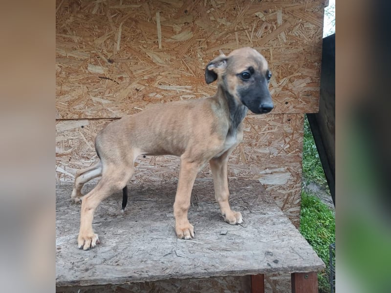 Saphira Tierschutzhund sucht ein Zuhause