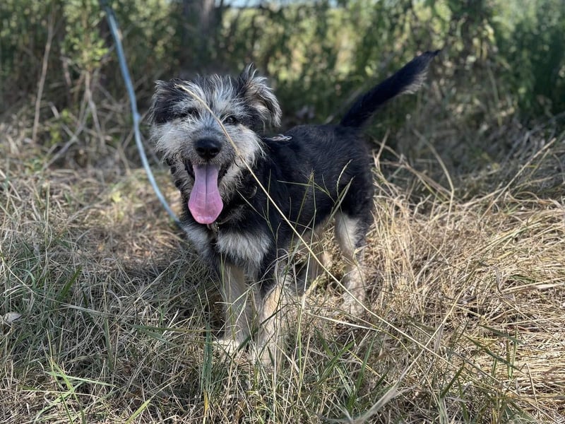 Ozzy - sucht eine herzliche Familie!