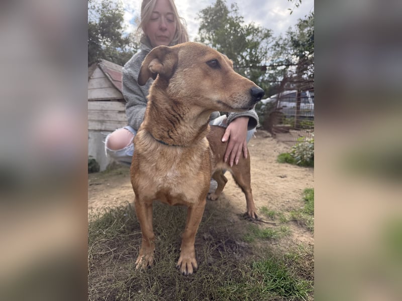 Pityke - freundlicher Hundemann sucht liebevolles Zuhause