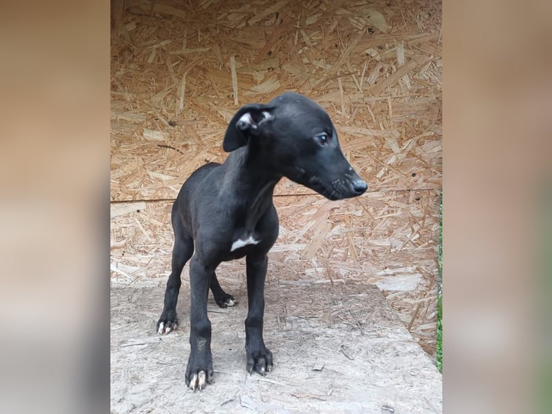 Suki Tierschutzhund sucht  ein Zuhause