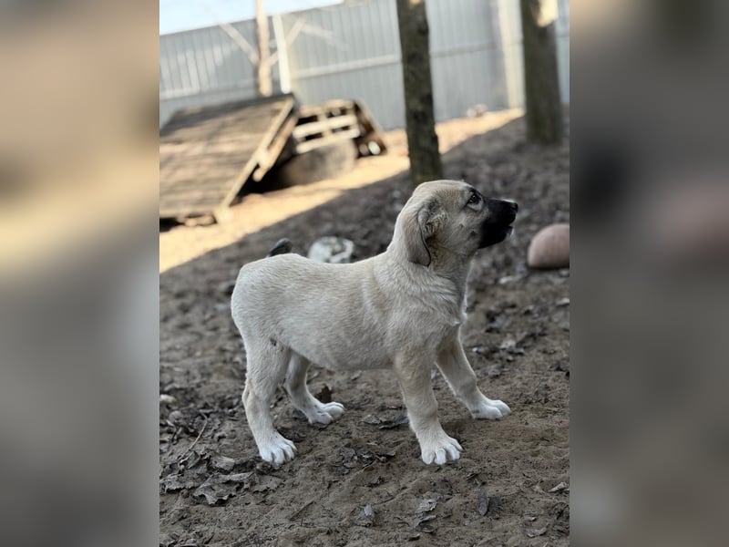 Nala sucht ihr Glück