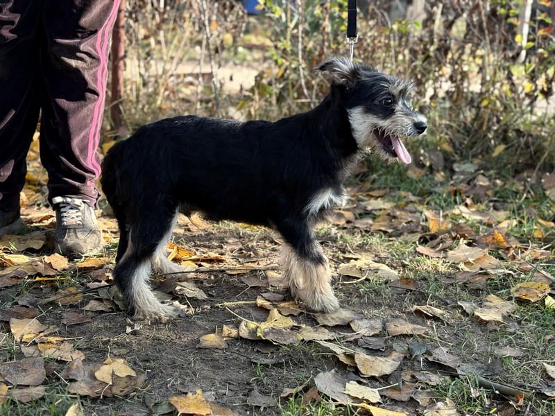 Filip - Bezaubernder Bube sucht Zuhause