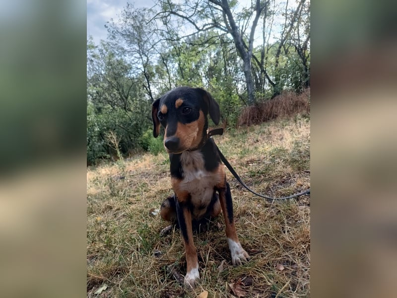 Cleo Tierschutzhund sucht ein Zuhause