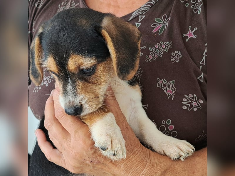 Yuki - kleiner Mann auf der Suche nach seinem Glück