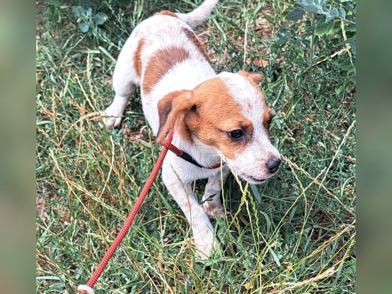 Die kleine Lilou kann bald in Hessen besucht werden