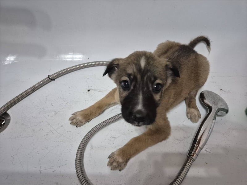 Welpenrüde 273743 möchte gerne die Welt erobern - Vielleicht mit DIR?