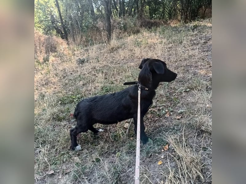 Lilu Tierschutzhund sucht ein Zuhause