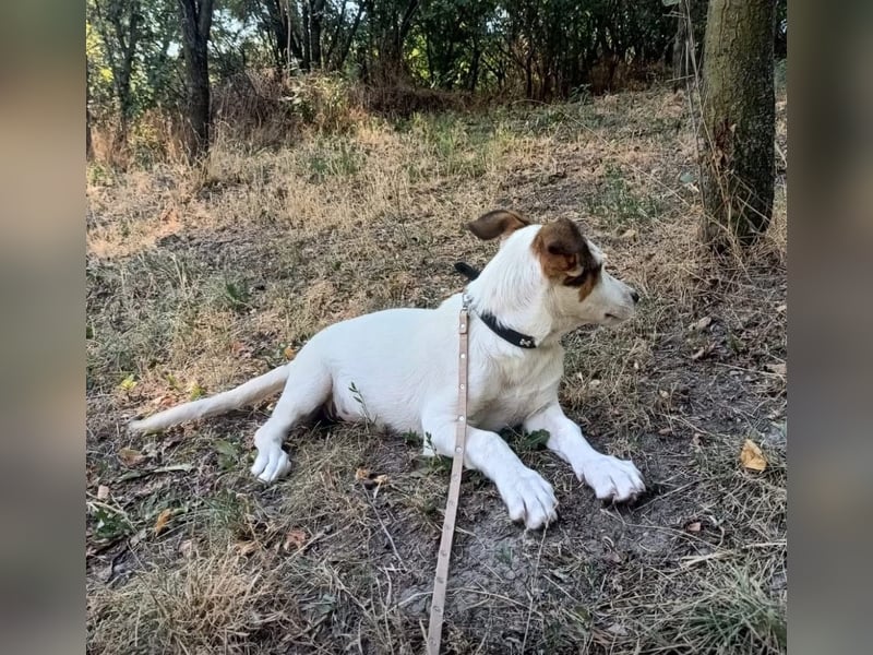 Lumi Tierschutzhund sucht ein Zuhause