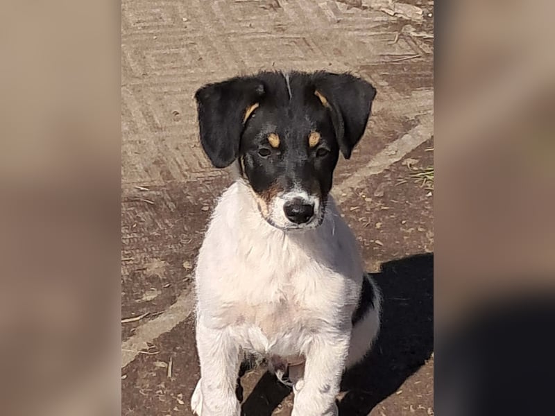 Vidar, kleiner Hundemann sucht sein Körbchen