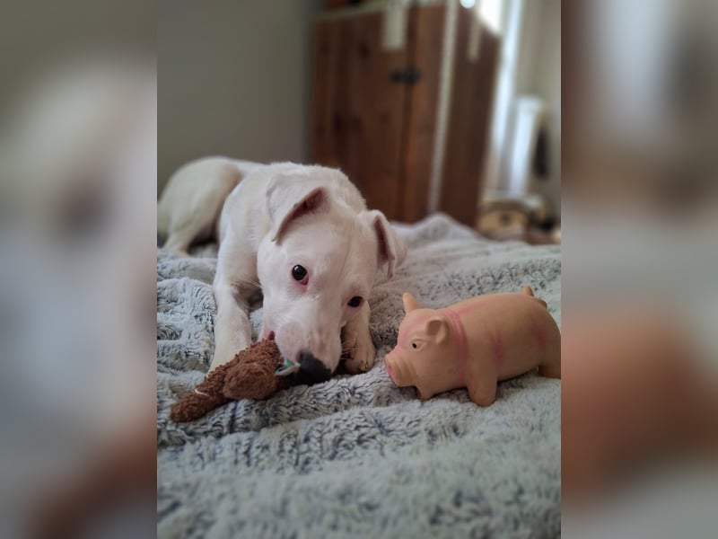 ARTEMIS, lustige Lakritz-Nase, 1 Jahr, 40 cm, Mischlingsmädchen, Tierschutz, Pflegestelle 53773