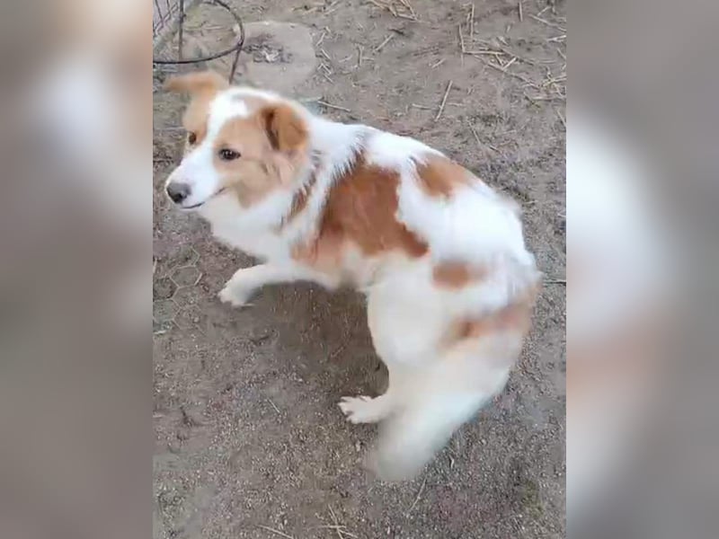 ⭐️ENFY⭐️, fröhlicher Hundejunge, Rüde, 1,5 Jahre, 38 cm, Mischling, Tierschutz