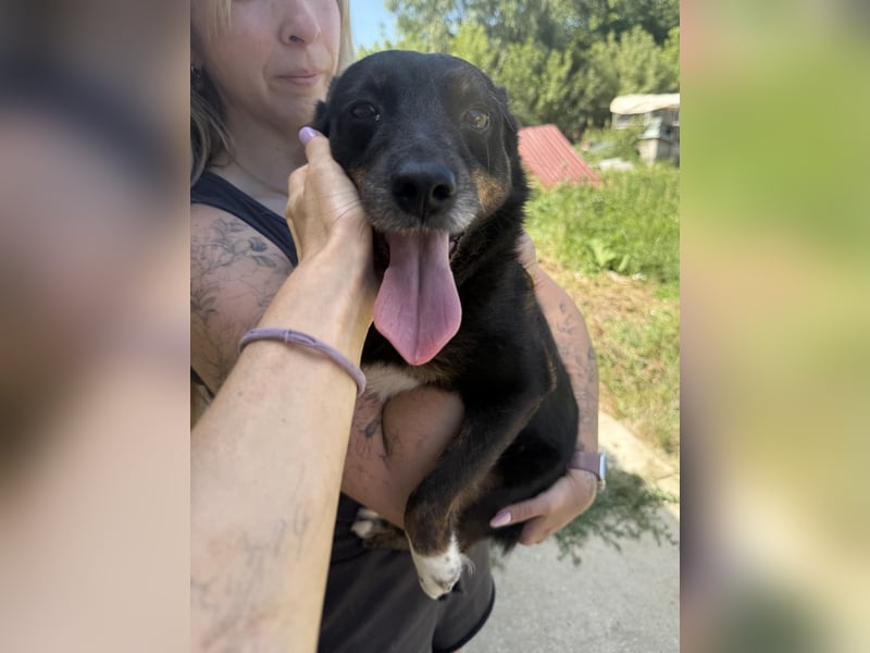 Trixie - Kämpferin sucht großes Glück