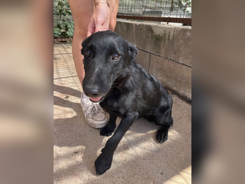 Majka, zarter, lieber Hundemann