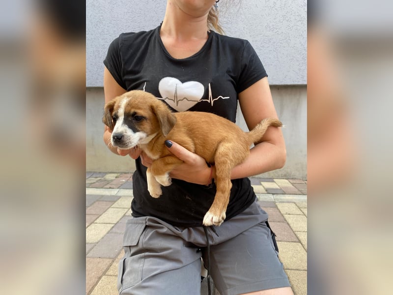 Rizsa sucht ein Zuhause voller Liebe