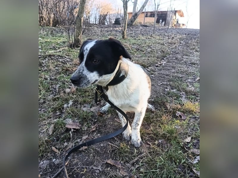 Minnie Tierschutzhund sucht ein Zuhause