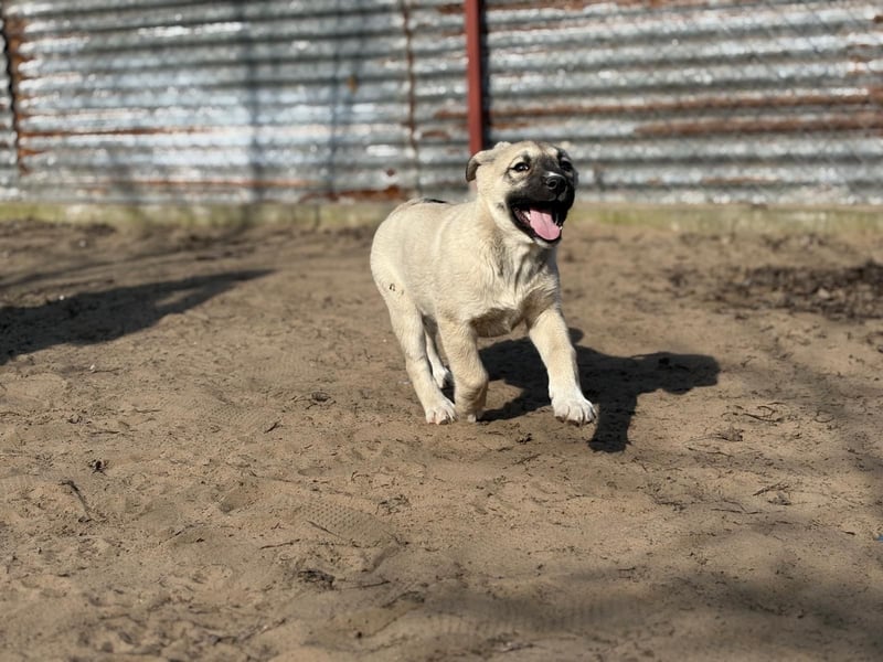 Nala sucht ihr Glück