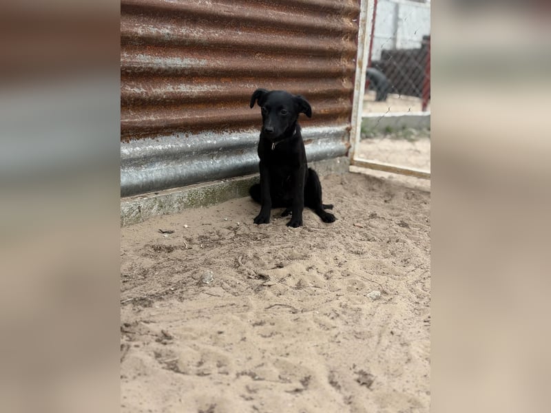 Esma – ein Herz auf vier Pfoten