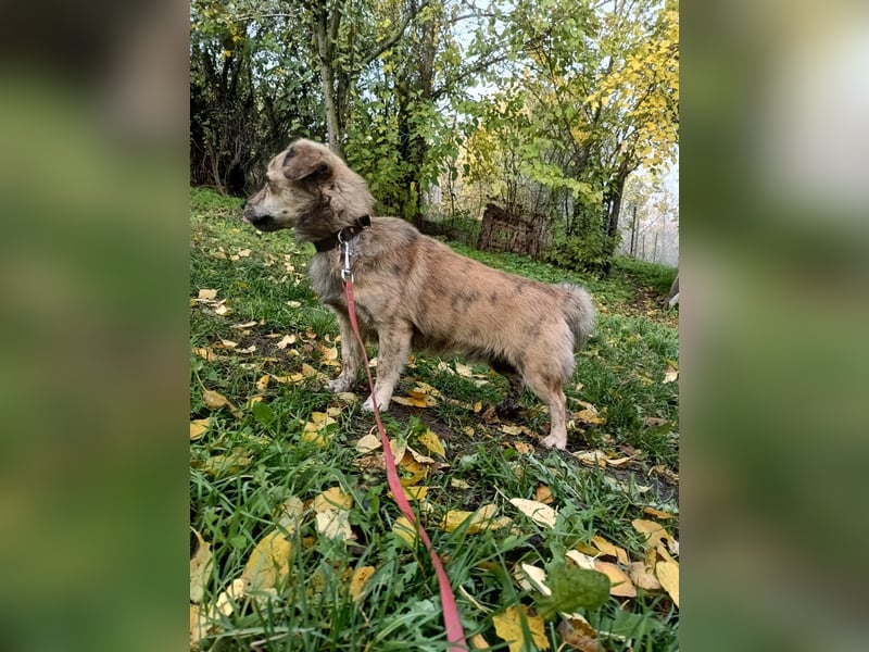 Mirko Tierschutzhund sucht ein Zuhause