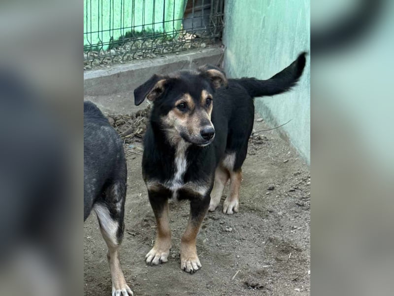 ⭐️BERO⭐️, Rüde, 1,5 Jahre, 32cm, Mischling, Tierschutz