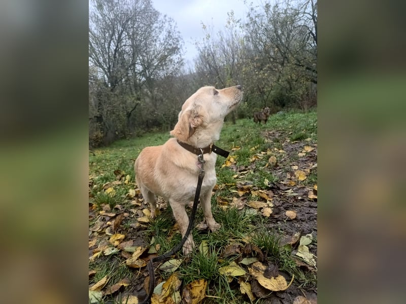 Billy Tierschutzhund sucht ein Zuhause