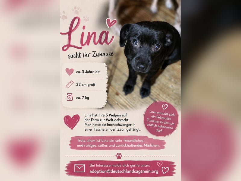 Kleine Hündin Tammy (ehem. Lina) - Reserviert!