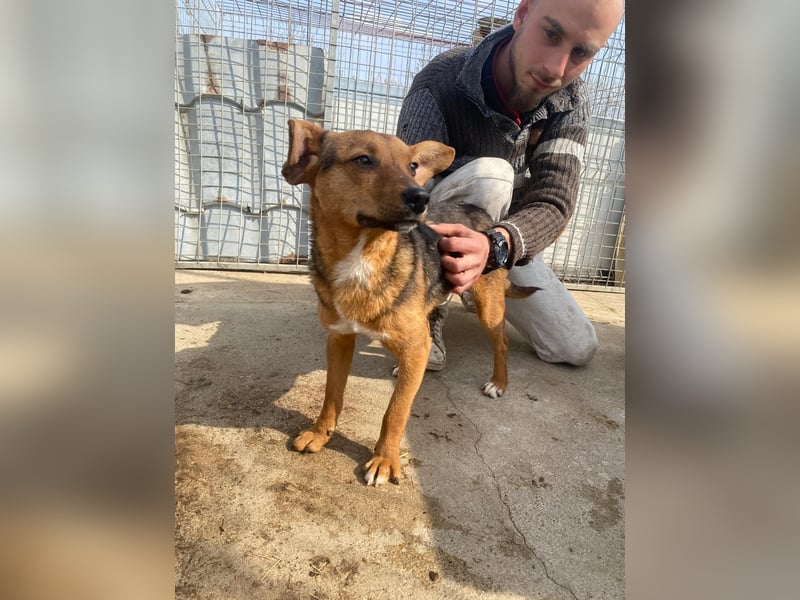 Füleske wartet auf seine Chance