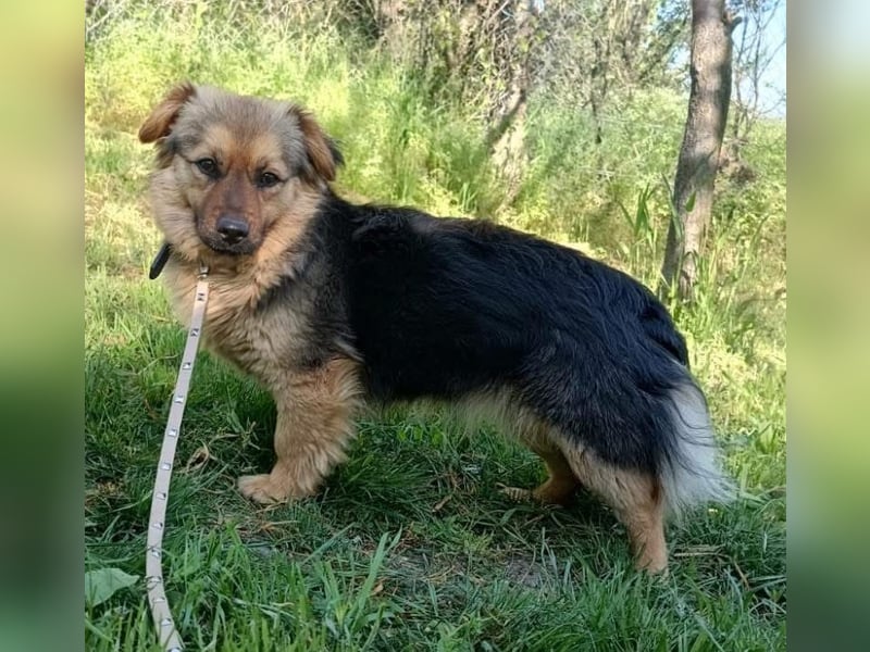 Milly Tierschutzhund sucht ein Zuhause