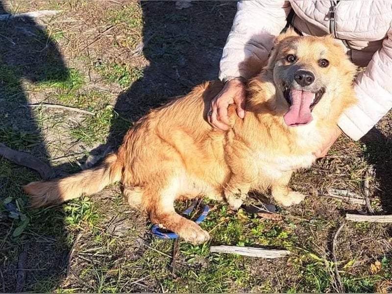 Junghund Rüde Keanu 30 cm, ist ein sehr lieber Rüde der ein eigenes Zuhause möchte