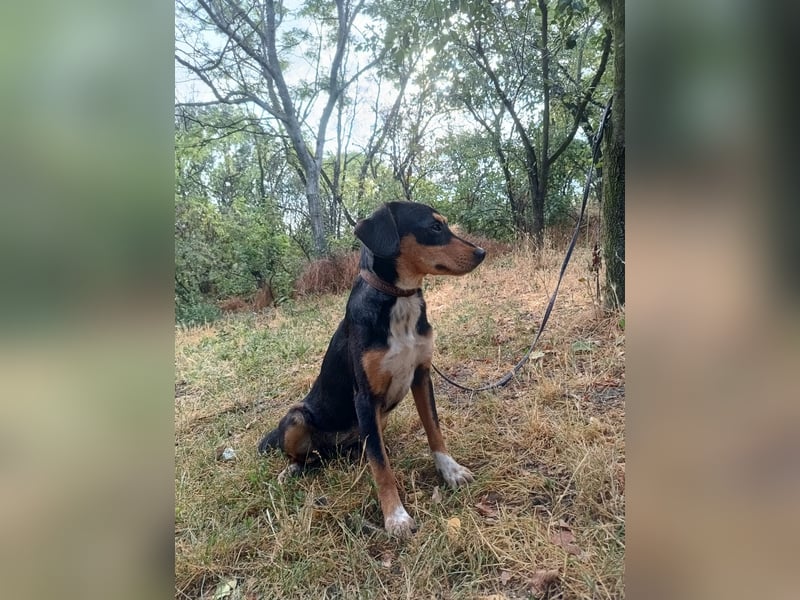 Cleo Tierschutzhund sucht ein Zuhause