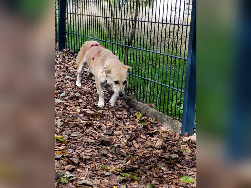 Süße Hündin Eyla auf Pflegestelle in Weitramsdorf