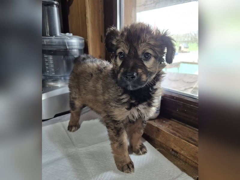 Welpenmädchen 273763 möchte gerne bei DIR einziehen!