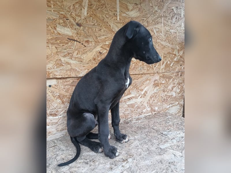 Sancho Tierschutzhund sucht ein Zuhause