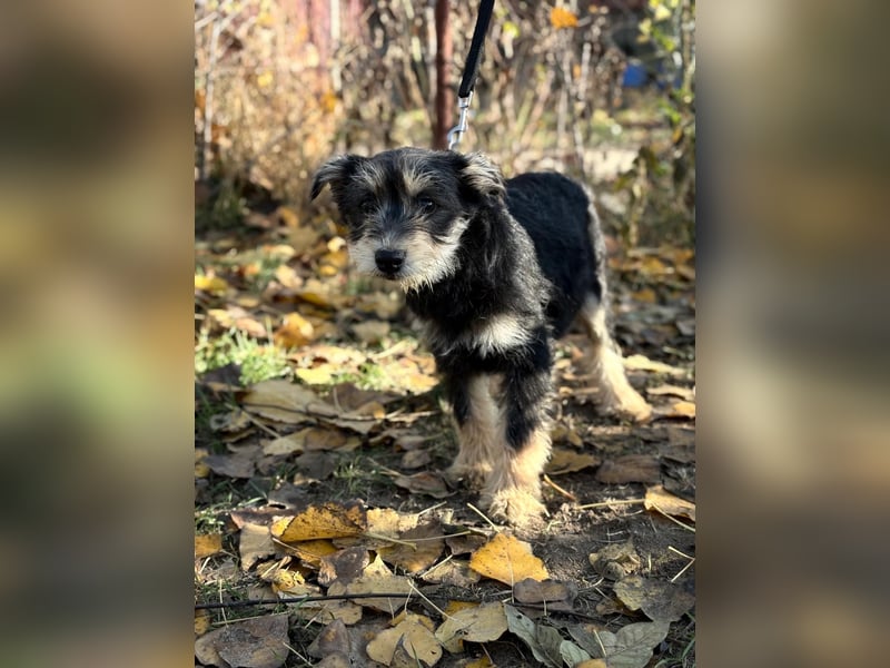Filip - Bezaubernder Bube sucht Zuhause