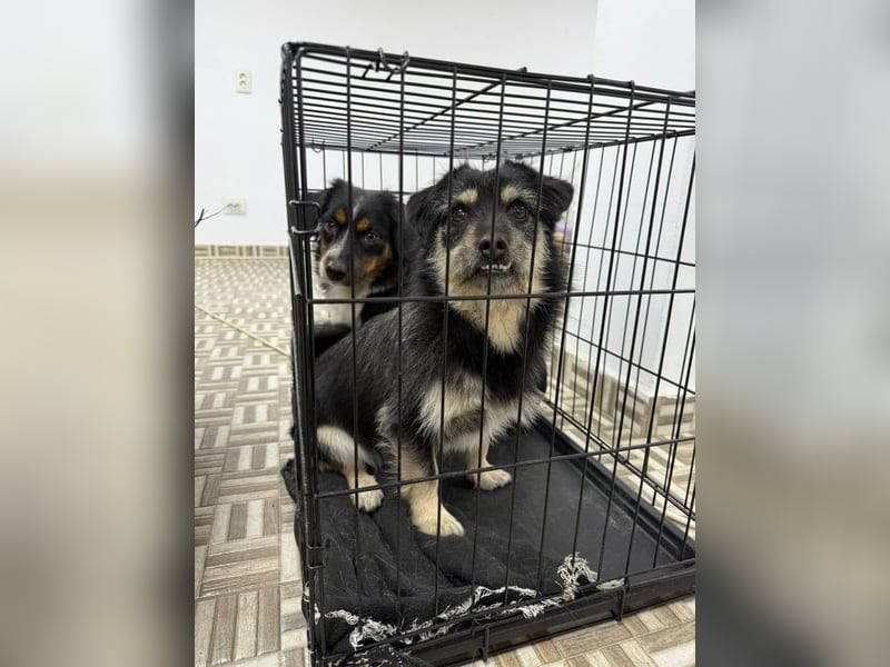 ⭐️Tahia⭐️, kleine Zottel-Maus, Hündin, 1,5 Jahre, 30 cm, Mischling, Tierschutz