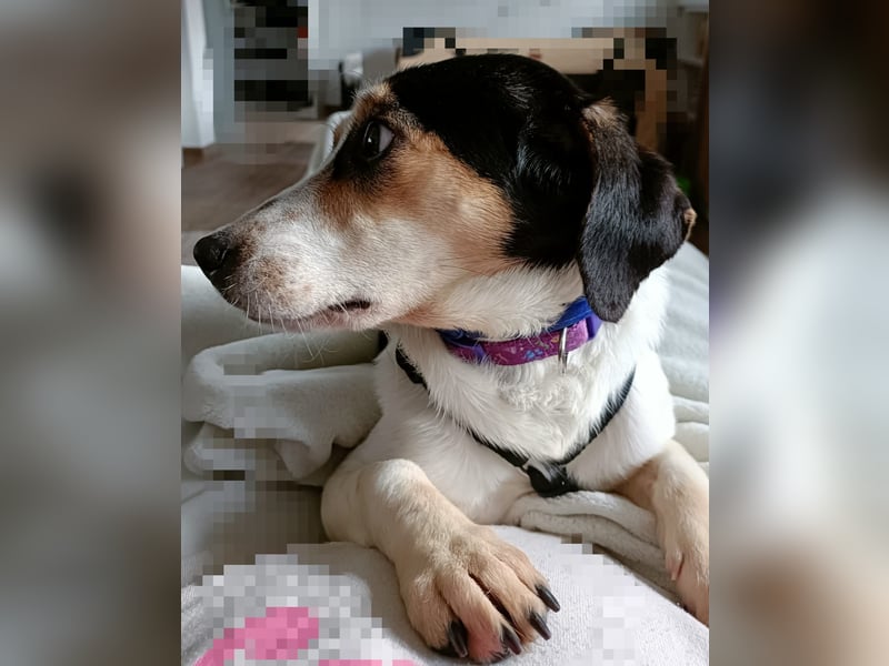 REA, sucht ihre Menschen, 2,5 Jahre, 34 cm, Mischling, Pflegestelle 53937, Tierschutz Rumänien