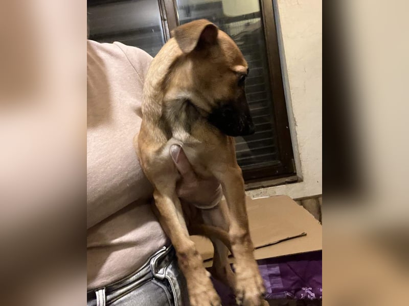⭐️BINELLE⭐️, Hündin, 4 Monate, 26 cm, Mischling, Tierschutz