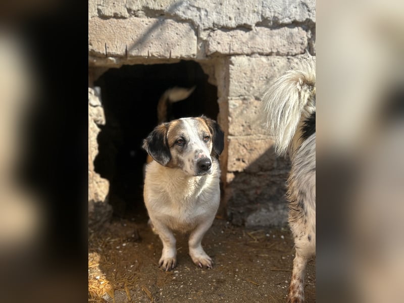 ⭐️BROOKE⭐️, Hündin, 1,5 Jahre, 32 cm, Mischling, Tierschutz