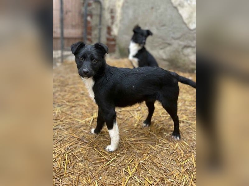 SCHNUCKI, lebensfrohe kleine Entdeckerin, Hündin, 6 Monate, 36 cm, Mischling, Tierschutz