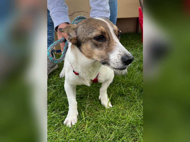 MOLLY, zarte Seele, 3,5 Jahre, 27 cm, Pflegestelle 53773, Tierschutz Rumänien