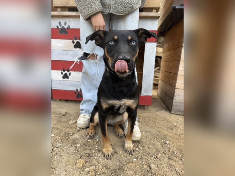 Rizling möchte zeigen, was in ihr steckt