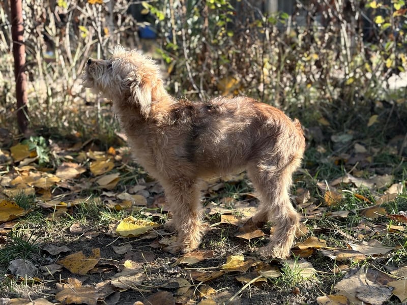 Masni - Zuckersüße Hündin sucht Zuhause