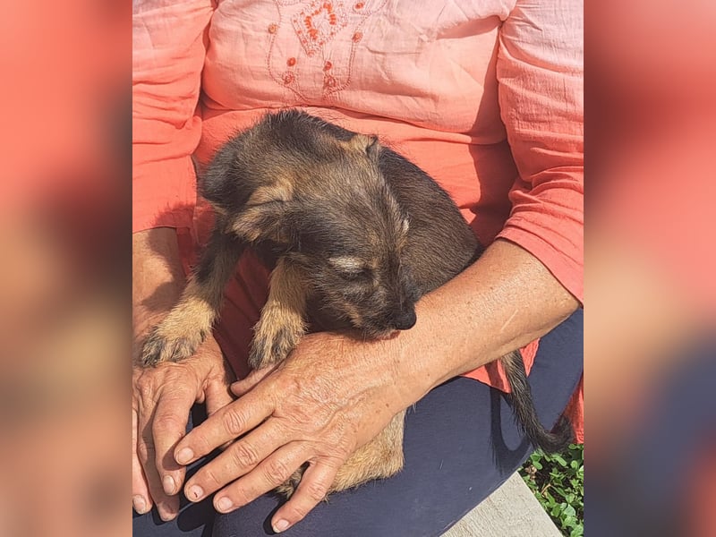 Kaia sucht ihr Für-immer-Zuhause