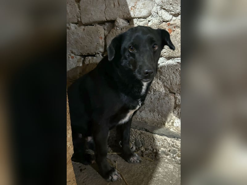 ⭐️RANA⭐️, vorsichtige Hündin, 4,5 Jahre, 38 cm, Mischling, Tierschutz Rumänien