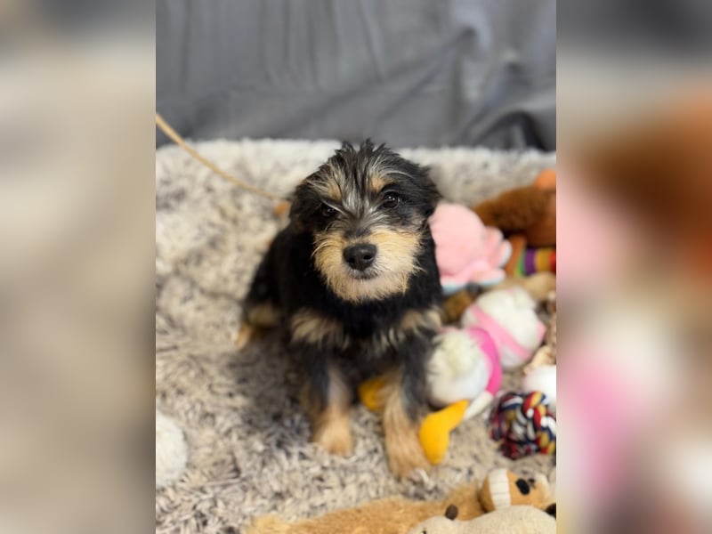 kleiner Texton sucht Dich!