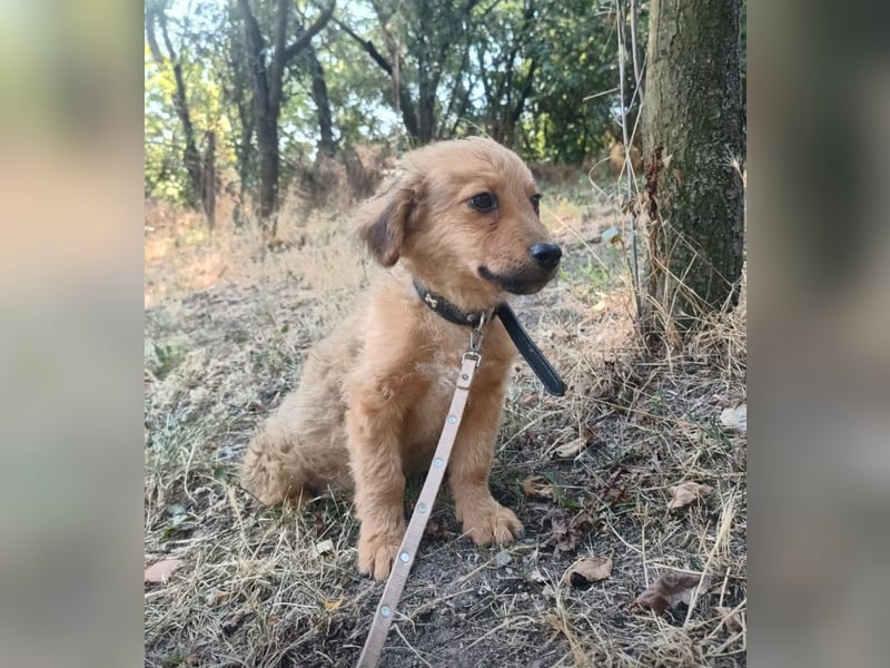 Leo Tierschutzhund sucht ein Zuhause