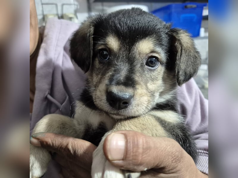 Welpenrüde 890538 sucht seine Menschen