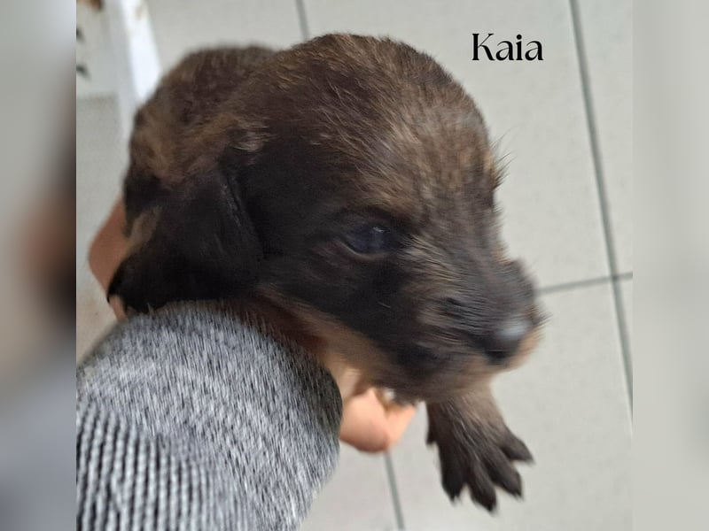 Die kleine Kaia sucht ihr Für-immer-Zuhause