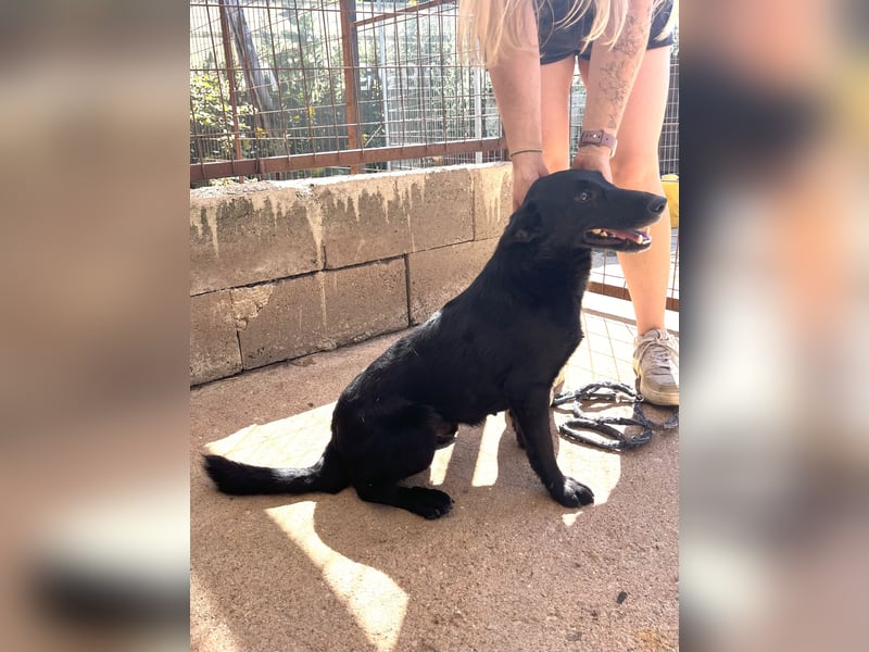 Majka, zarter, lieber Hundemann